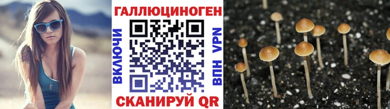 Галлюциногенные грибы Psilocybine cubensis  Старица 